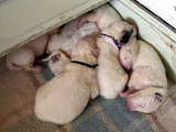 Great Pyrenees dog babies, 7 dog babies asleep on the 7th day of their life