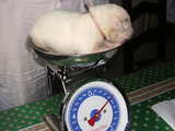 Bébés chiens Montagne des Pyrénées, un bébé chien agé de 7 jours sur la balance, il pèse déjà 850 g