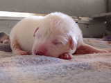 Great Pyrenees dog babies, a dog baby asleep on the carpet on the 7th day of its life