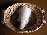 Great Pyrenees dog babies, a dog baby in a basket on the 8th day of its life