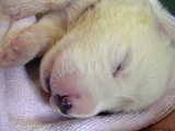 Great Pyrenees dog babies, a dog baby quietly asleep on the 9th day of its life