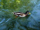 Duck on the pond of the Park im Gruenen, former Gruen 80 Park, Muenchenstein, Switzerland