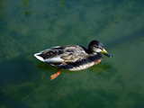 Duck on the pond of the Park im Gruenen, former Gruen 80 Park, Muenchenstein, Switzerland