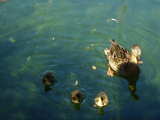 Duck with young ducks on the pond of the Park im Gruenen, former Gruen 80 Park, Muenchenstein, Switzerland