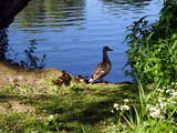 Canard, faisant la garde pour protéger ses petits, près de l'étang du Parc im Grünen, autrefois Parc Grün 80, Münchenstein, Suisse