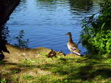 Duck on guard duty for its youngs near the pond of the Park im Gruenen, former Gruen 80 Park, Muenchenstein, Switzerland