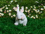White Easter bunny, absorbed in thought