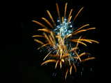 Firework on the Rhine 2006, golden wild flower with blue heart, eve of 1st August, Basle, Switzerland