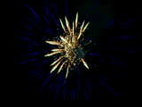 Firework on Mount Bruderholz 2006, the big blue with white feather heart, 1st of August, Basle, Switzerland