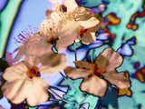 Fleurs de cerisier, fond d'écran art digital