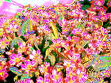 Digital art wallpaper, painted small flowers based on pink flowers, kind of pop art