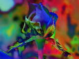 Digital art wallpaper, painted rosebud, a blue rose, rare item