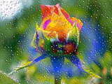 Digital art wallpaper, painted rosebud through a rainy window