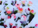 Rosa Gerbera, rosa Rosen, kleine violette Blumen, unter einer Schicht Neuschnee