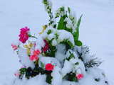 Roses roses, oeillet rose, mimosa, gueules de loup blanches, sous une couche de neige fraîche