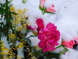 Oeillet rose, roses roses, mimosa, sous une couche de neige fraîche