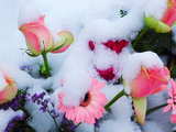 Rosa Rosen und Gerbera, rosa Nelken, kleine violette Blumen, unter einer Schicht Neuschnee