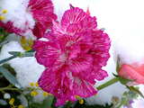Pink carnation and fresh snow