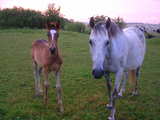 Foal and mare, Lorraine, France