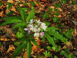 Wild forest flowers in spring, near Wolschwiller, Alsace, east of France