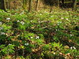 Fleurs sauvages, en forêt au printemps, près de Wolschwiller, Alsace, est de la France
