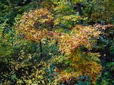Forêt d'automne, près de Balsthal, dans le Jura Suisse