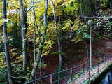 Un petit pont, au milieu de la forêt, paysage d'automne près de Balsthal, dans le Jura Suisse