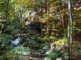 Small brook in forest, autumnal scenery, Swiss Jura near Balsthal