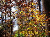 Forêt d'automne en Alsace, France, près de la frontière Suisse