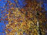 Forêt d'automne en Alsace, France, près de la frontière Suisse