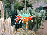 Tropical flower in a cactus field, Flowers of Gran Canaria