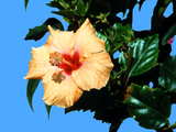 Yellow hibiscus, Flowers of Gran Canaria