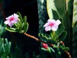 Soft pink flowers of thick leaf plant, Flowers of Gran Canaria
