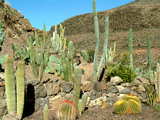 Cactus garden, Mountains of Gran Canaria