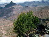 Mountain scenery, central part of Gran Canaria