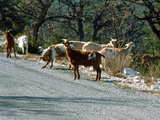 Goats on the road side and in the undergrowth, near the Grand Canyon of the Verdon