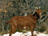 Chèvre, dans les taillis, près du Grand Canyon du Verdon