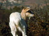 Chèvre, dans les taillis, près du Grand Canyon du Verdon