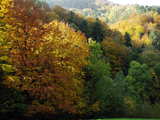 Autumnal Forest, near the Hauenstein, in the Swiss Jura mountains.