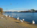 The footbridge Passerelle des Trois Pays, 4 days after its installation, Thursday 16 Nov 2006, it is now sitting on the supporting concrete blocks, the carrying barges are gone, view taken in Huningue, France looking downstream, lots of swans and birds around