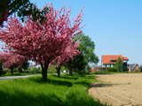 Cerisiers japonais en fleurs, près de Village-Neuf, Alsace, France