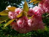 Japanische Kirschblüten, Nahansicht, bei Village-Neuf, Elsass, Frankreich