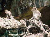 Monkeys near Pang Nga, in the south of Thailand