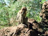 Monkey near Pang Nga, in the south of Thailand
