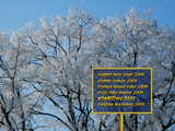 New Year 2009 wallpaper, trees with white frost near the river Rhine