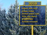 New Year 2010 wallpaper, firs covered with white frost