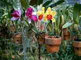 Orchids, Chiang-Mai, Thailand