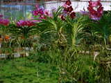 Orchidées de Chiang-Mai, Thaïlande