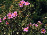 Mediterranean wild flowers, Esterel, Provence, south of France