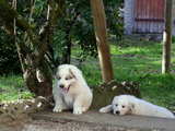 Puppies Great Pyrenees breed, laughing or yawning ? who knows, but the second one looks tired, these steps are too high